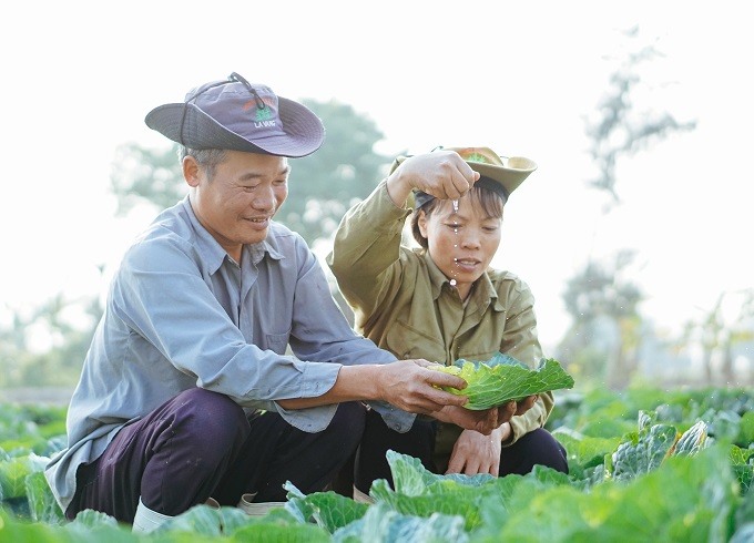 Một góc tại vườn bắp cải.