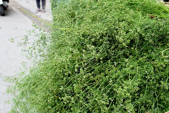 Cứ thấy lá mùi là thấy Tết. Ảnh: songhuuco.vn
