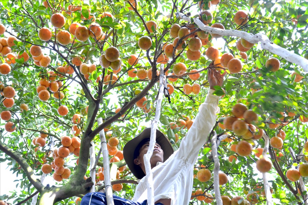 Hái quýt hồng ở Lai Vung (Đồng Tháp). (Ảnh: Lục Tùng)