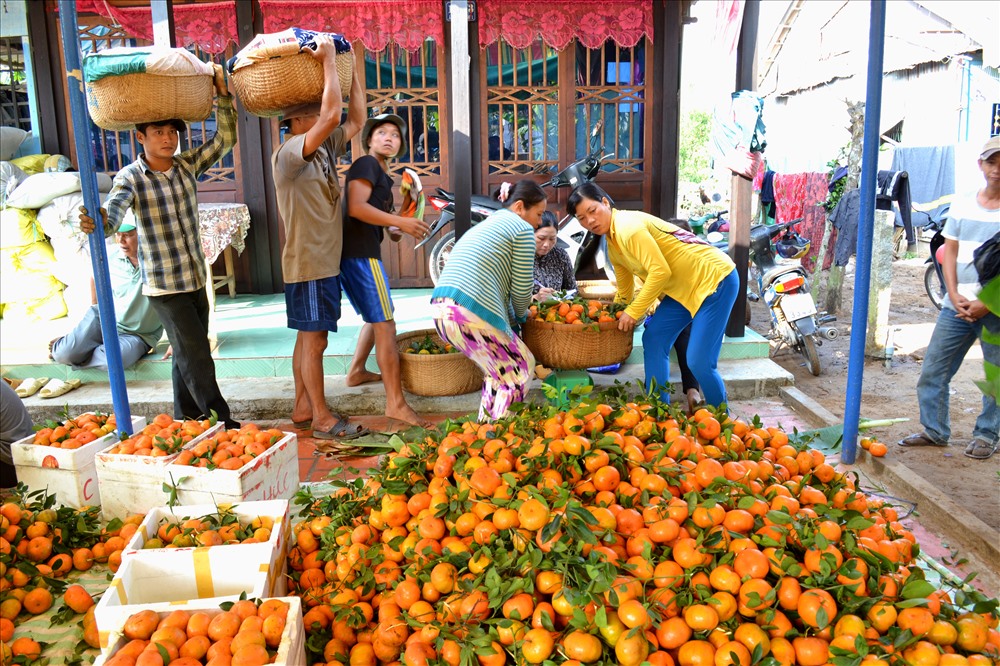 Quy trình hái quýt chỉ kết thúc khi thành viên của nhóm vác quýt sau thu hoạch đến điểm tập kết. (Ảnh: Lục Tùng)