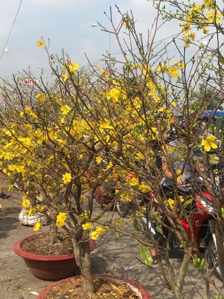 Hoa mai nở tung, mặc dù chưa đến Mồng Một Tết, có nguy cơ nhà vườn khó bán. Ảnh: H.H