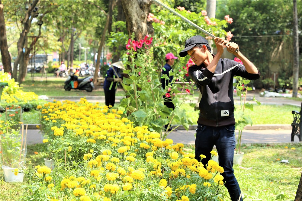 Những chậu vạn thọ vàng rực mau chóng bị triệt hạ. Ảnh: Trường Sơn