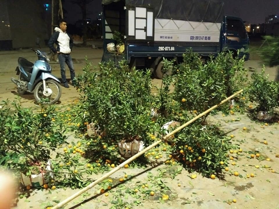 Nhiều hộ tiểu thương vẫn quyết tâm chở cây về tiếp tục chăm sóc.
