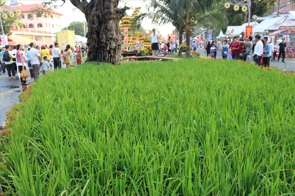 Ruộng lúa đang thì con gái (đường hoa xuân TP.Mỹ Tho).