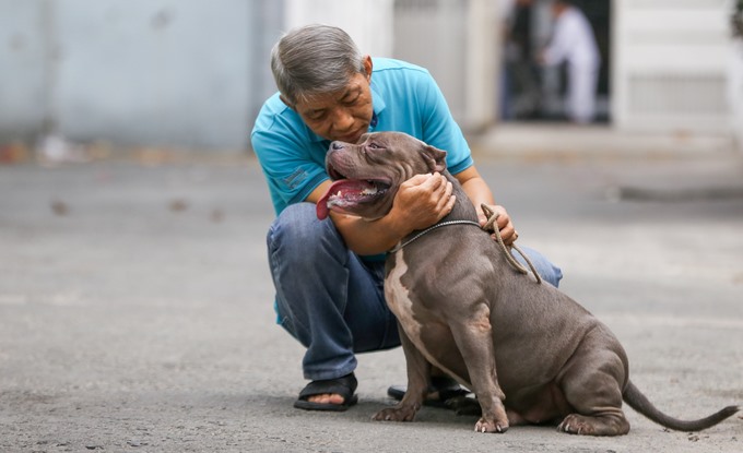 “Sau gần hai năm nuôi, những con Bully của tôi đã trưởng thành hoàn thiện, được đánh giá là đẹp. Mỗi con hiện có giá gần 10.000 USD. Có những con đẹp hơn lai nguồn gốc từ Mỹ thì giá lên đến vài chục nghìn đô cũng rất bình thường“, ông Quân chia sẻ.