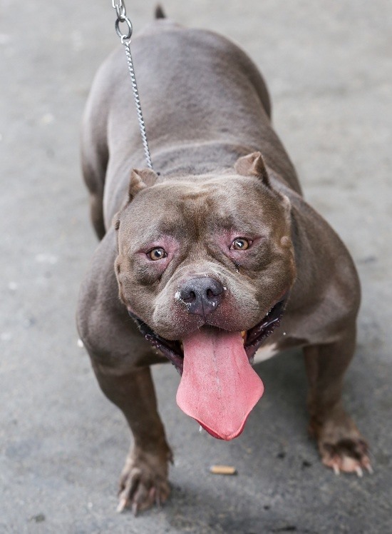 “Chó Bully là giống được lai tạo chính giữa chó bò Mỹ và Pitbull từ những năm 90 của thế kỷ trước và đang được dân chơi chó ở Việt Nam ưa thích“, ông Quân chia sẻ.