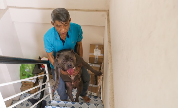 Ba con chó Bully của ông có tuổi đời gần hai năm, được ông mua về với giá hơn 3.000 USD một con từ lúc chúng mới hai tháng tuổi. “Tôi phải mất nhiều thời gian để tìm được chó đực có giống đẹp gốc bên Mỹ để cho phối giống với con Bully cái ở Việt Nam. Riêng tiền phối cũng là 3.000 USD“, ông kể.