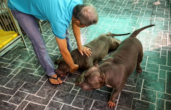 Ở phần cổ và vai chó Bully phải nổi rõ cơ bắp, lưng ngắn vừa phải và hơi nghiêng từ bả vai xuống. “Chính nét mạnh mẽ rắn chắc của những thớ cơ làm nên sự nổi bật, đặc trưng riêng biệt ưa nhìn của giống chó này“, ông nói.
