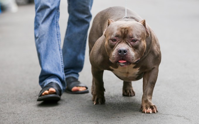 Theo ông Quân, chó Bully được đánh giá đẹp là khi trưởng thành tính khí mạnh mẽ và thân hình lùn nhưng hầm hố. Con đực cao khoảng 45 cm tính từ vai, con cái khoảng 40 cm.