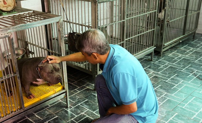 Mỗi ngày, một con ăn 1,2 ký thịt ức gà xay nhỏ, độn thêm rau củ quả. “Tôi cho chúng ăn sống luôn để dễ tăng cơ bắp, mỗi ngày chỉ ăn một lần thôi. Tính ra, hàng ngày mất gần 200.000 đồng tiền thức ăn“, người chủ nói.