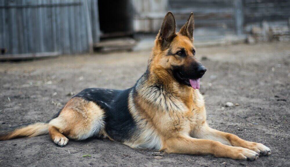 German Shepherd