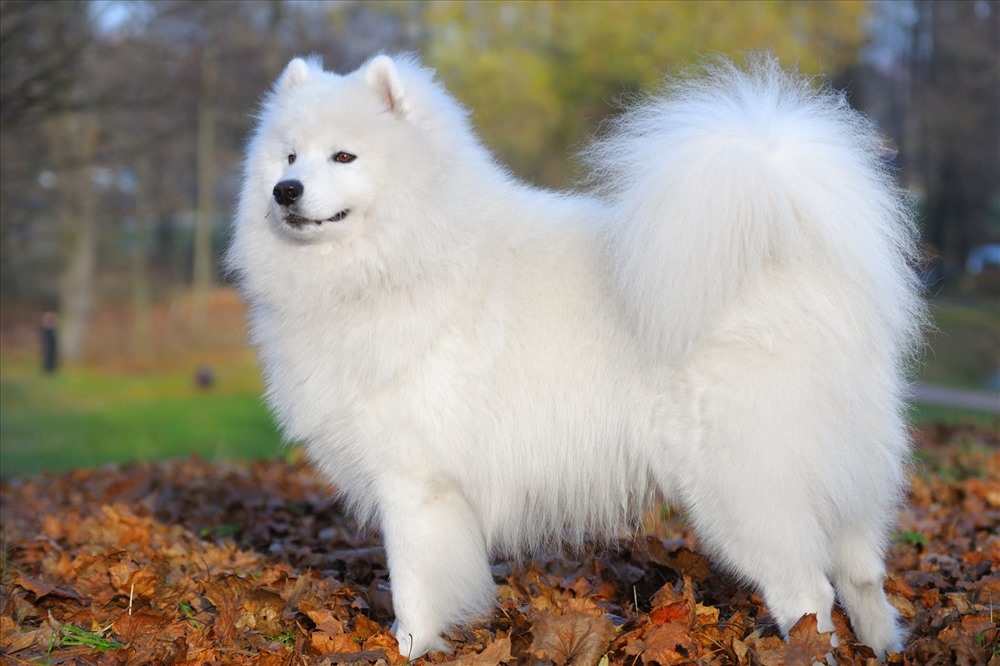 Chó Samoyed