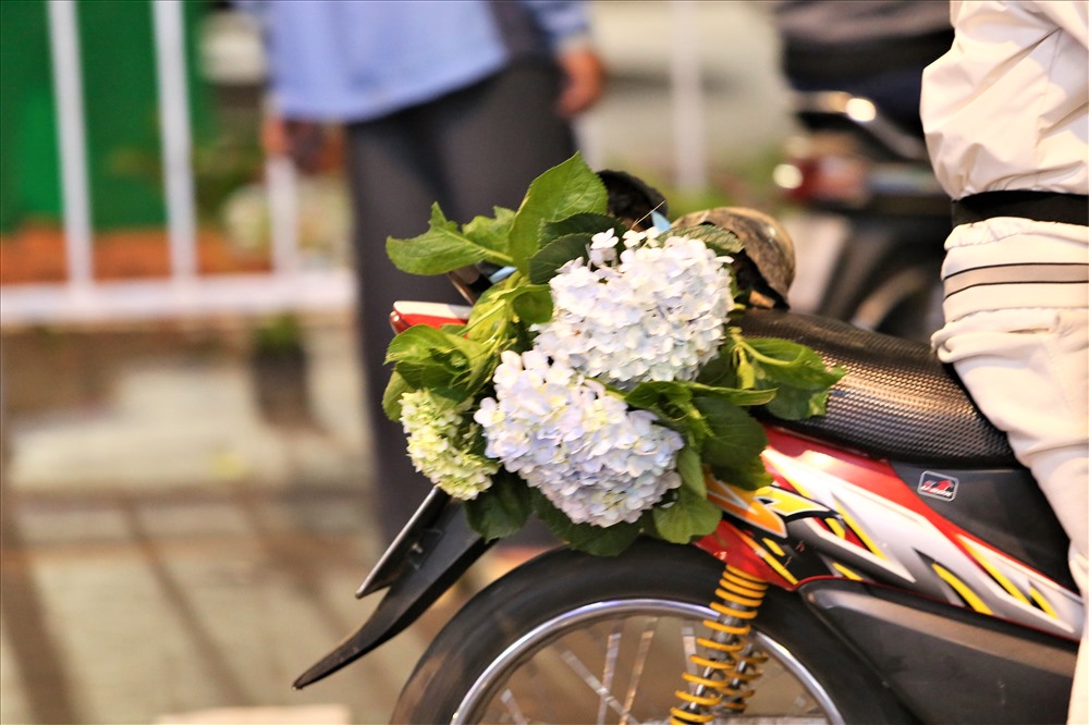 Sau khi phục vụ ở đường Hoa Nguyễn Huệ, chậu cẩm tú cầu lại được người dân mang về nhà. Ảnh: Trường Sơn