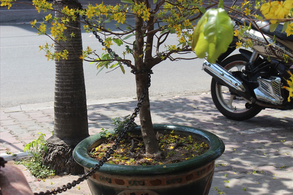 Cây mai này chẳng đáng giá là bao, cũng bị xiềng.