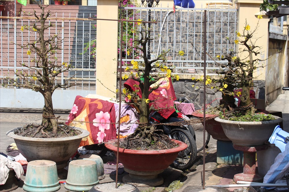 Bốn “Nàng” cùng chịu xiềng.