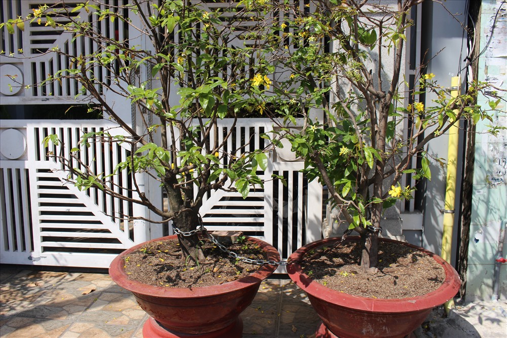 Hai “nàng Xuân” cùng chung cảnh giam cầm.