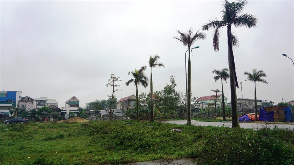 Những hàng cau vua còi cọc. Ảnh: QĐ