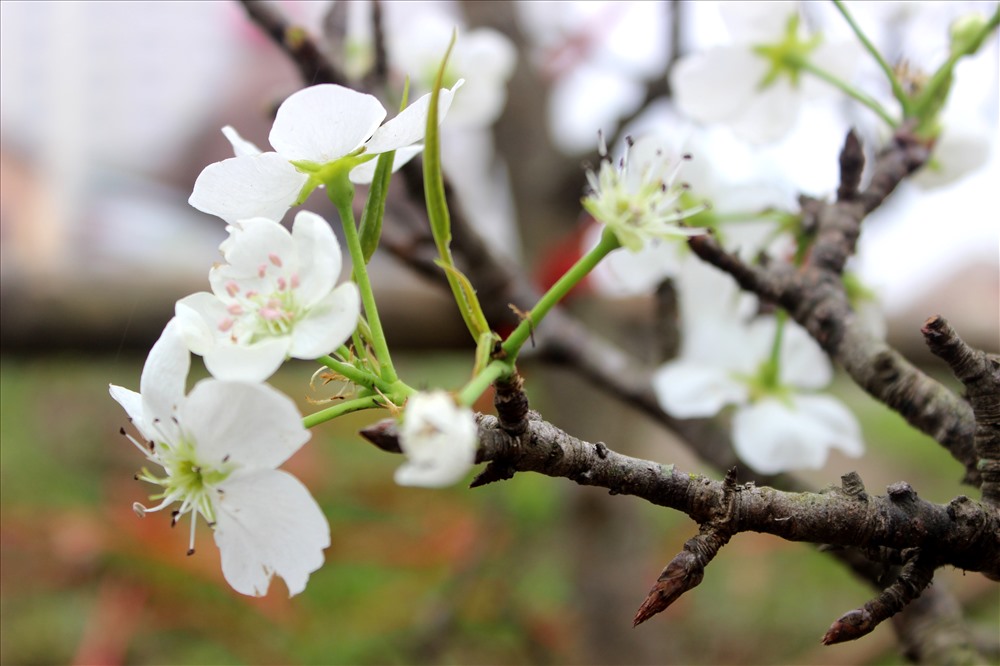 Bông hoa trắng muốt bung nở từ những cành cây khẳng khiu tạo nên một nét riêng độc đáo cho loài hoa vùng sơn cước, chỉ đơn giản vậy thôi mà hút hồn người chơi hoa Hà Nội.