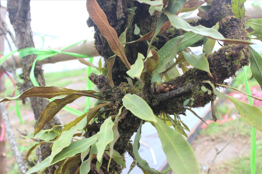 Mang 50 cành hoa lê từ Sapa xuống Hà Nội, anh Lập cho biết, những cành hoa lê này có tuổi thọ vài chục năm. Càng những cành lâu năm thì thân mốc meo, cổ thụ nhưng bung hoa trắng tinh khiết và nảy nộc xanh rờn. Có những cành cổ đến mức có những cây lan “sống kí sinh” ở trên thân cây,