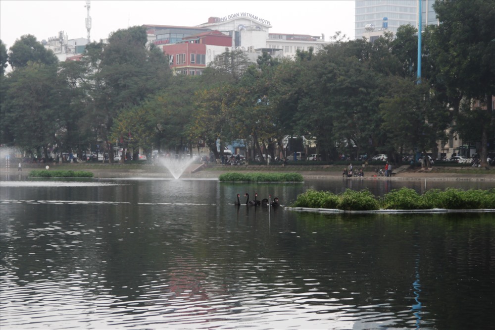 Cho tới nay đã hơn 3 tuần, đàn thiên nga tại hồ Thiền Quang vẫn khỏe mạnh và được chăm sóc, cho ăn đầy đủ