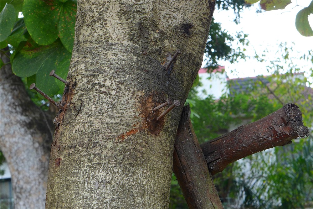 Đinh đóng thẳng vào cây.