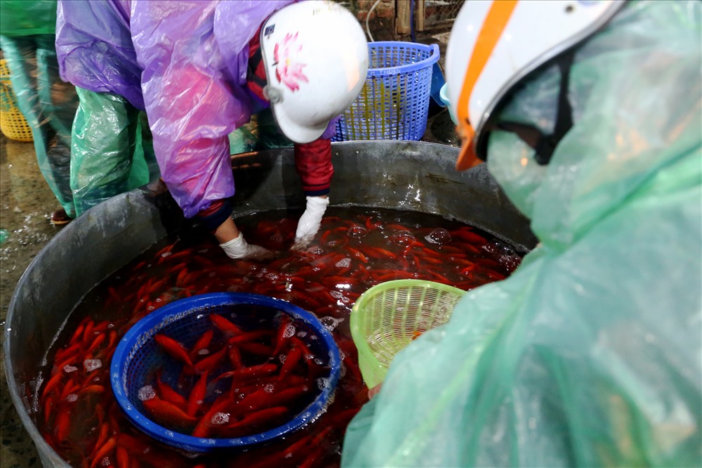 để lễ ông Công ông Táo có 2 loại gồm, chép vàng và chép đỏ để phục vụ nhu cầu đa dạng của người dân ngày 23 tháng Chạp.