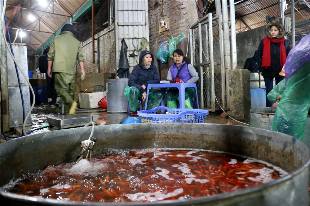 Năm nay cá chép vàng có giá 150.000 đồng/kg, cá chép đỏ đắt hơn một chút với giá 200.000 đồng/kg. Năm nay cá chép vàng có giá 150.000 đồng/kg, cá chép đỏ đắt hơn một chút với giá 200.000 đồng/kg.