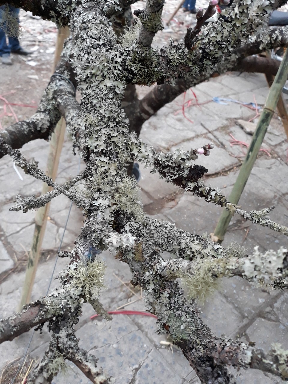 Trên tuyến đường Lê Hồng Phong - Con đường đẹp nhất Hải Phòng, các loài hoa chơi dịp tết đua nhau khoe sắc thắm, những cành đào rừng được chở từ Sơn La về được ưa chuộng hơn hết, cành cành mốc meo giá càng cao