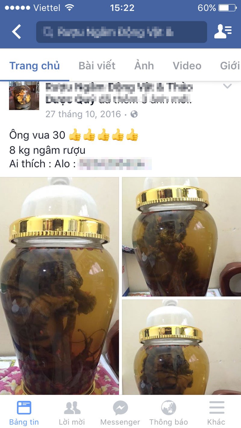 Chỉ quảng cáo bán hổ trên facebook đã đủ vi phạm pháp luật, đằng này chúng tôi về tận nhà Tr. xem tận mắt hổ được Tr. bán buôn.