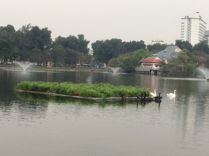 Những con thiên nga tung tăng bơi lội tại hồ Thiền Quang. Ảnh TV