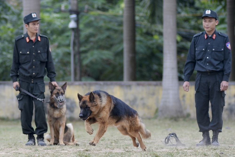 Giống chó German Shepherd (chăn cừu Đức) là giống phổ biến nhất phục vụ trong lực lượng vũ trang nhờ tính đa năng, kỷ luật và đặc biệt là khả năng tập trung của hệ thần kinh. Trải qua quá trình huấn luyện, tính kỷ luật của chó nghiệp vụ được đặt lên hàng đầu, nhất cử nhất động của chúng đều tuân thủ theo lệnh.