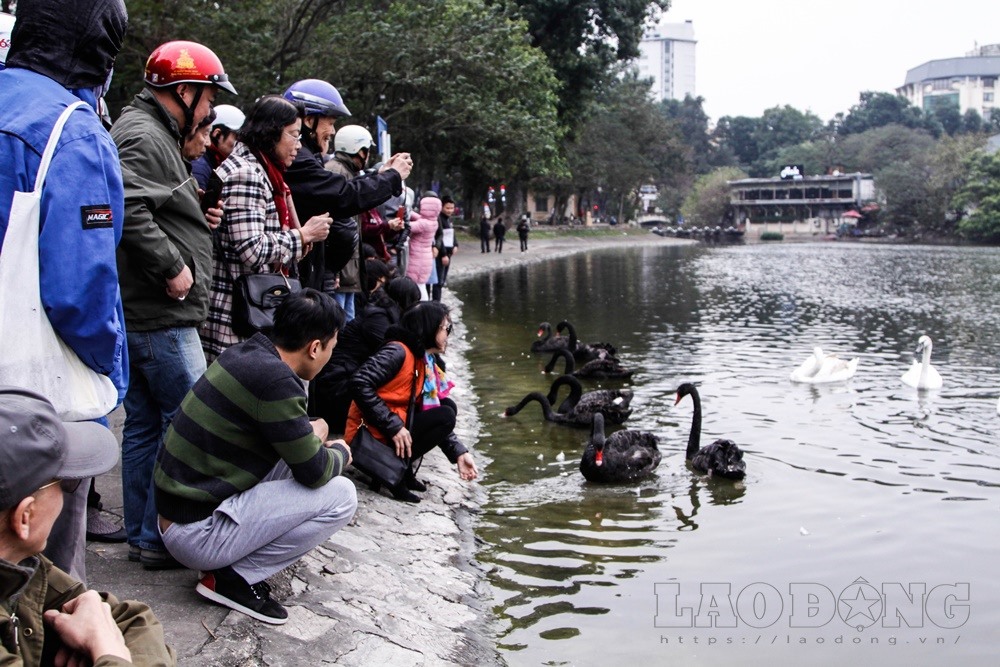 Tuy nhiên, vấn đề đáng lưu tâm nhất là đàn thiên nga này được quản lý và bảo vệ như thế nào, nhất là dịp giáp Tết, nạn trộm cắp diễn biến phức tạp.
