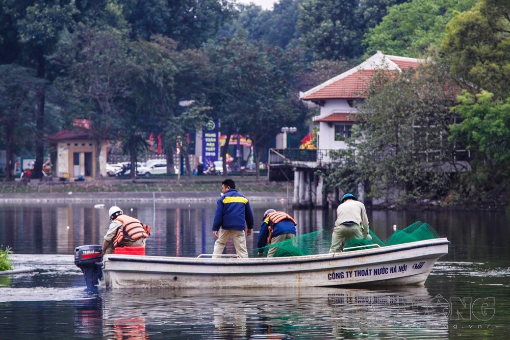 Liên quan vấn đề này, Cty TNHH một thành viên Thoát nước Hà Nội cho biết, đã bố trí công nhân bảo vệ đàn thiên nga nói trên. Cụ thể, ban đầu Cty bố trí tăng cường một số công nhân bảo vệ thiên nga làm 5 ca, mỗi ca 6 người, trực 24/24h. Công việc của họ không tăng lên nhiều, bởi trước đó mỗi hồ đều có đội công nhân làm các nhiệm vụ vớt rác trên mặt hồ, kiểm tra hệ thống lọc nước, thuỷ sinh…