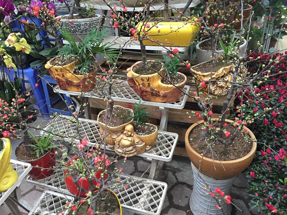 Giá cả của các loại hoa cảnh năm nay được các chủ hàng nhận định là cao hơn so với mọi năm. Một chủ hàng hoa trên đường Hoàng Hoa Thám cho biết: “Năm giá hoa cao hơn so với năm ngoái, chắc cũng vì thế nên ít khách hơn. Như năm ngoái 16 âm nhà tôi đã bán gần hết hoa để buôn nhưng năm nay đến bây giờ vẫn còn khá nhiều“.
