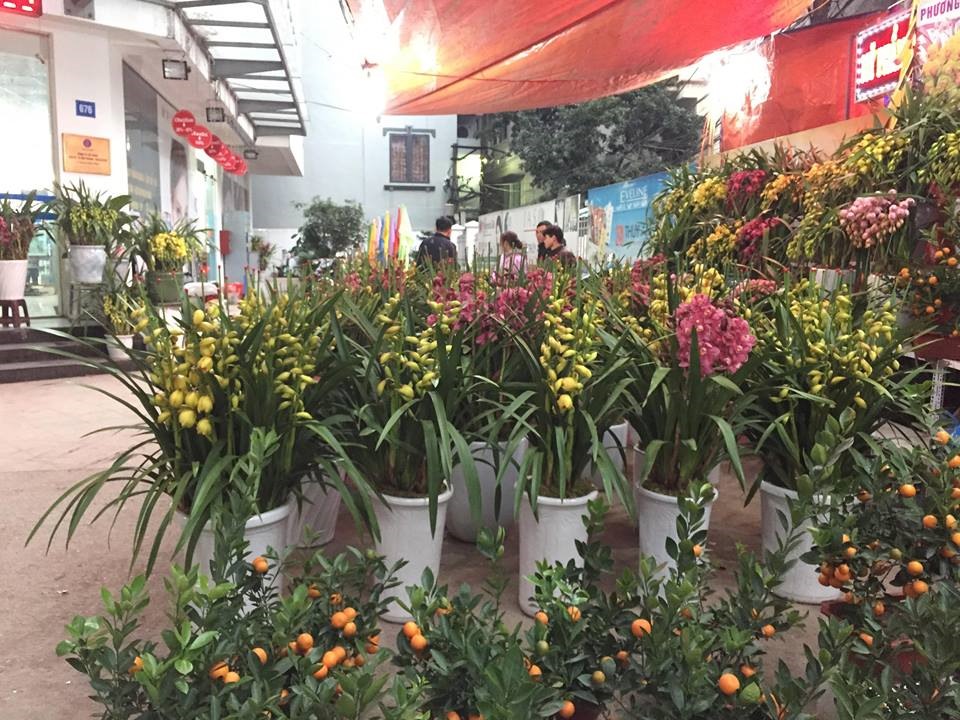 Hoa lan với giá từ 1 triệu - 1,5 triệu/ chậu