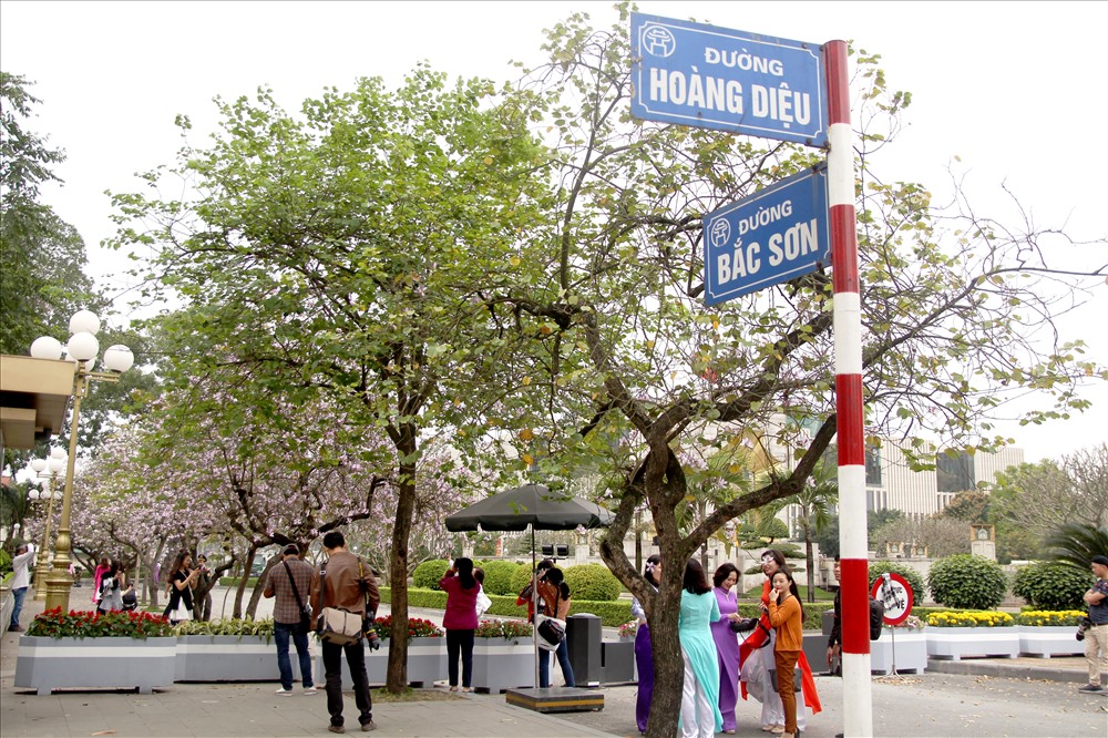 Hoa ban được trồng ở Hà Nội chủ yếu là loài hoa ban trắng phớt tím, mang đậm sắc hương Tây Bắc ngay giữa lòng thủ đô.