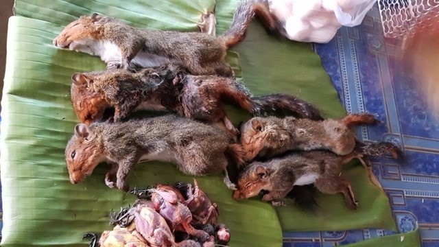 Những con sóc có phép thuật và luôn giúp đỡ con người trong phim “cổ tích” mà trẻ em cả thế giới say mê, giờ đây, chúng nắm đuôi nhau nằm ngay ngắn chợ bị ăn thịt.
