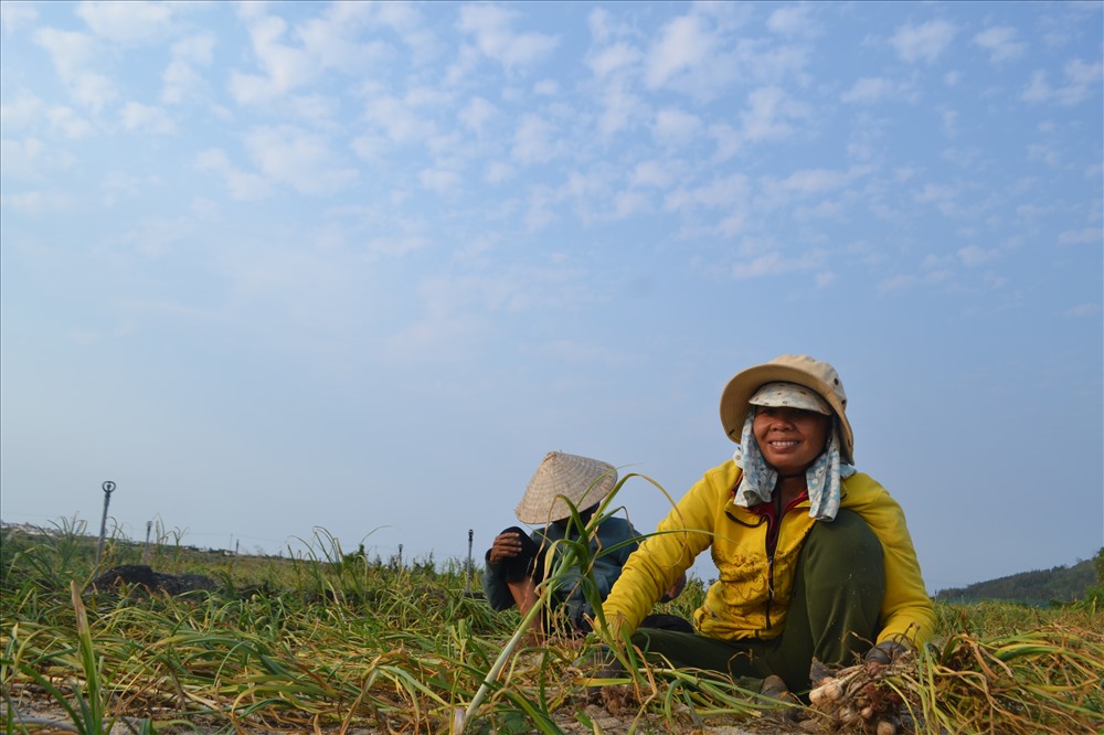Bội thu vụ tỏi nên nông dân Lý Sơn đều vươi tươi, phấn khởi, quên đi mệt nhọc.