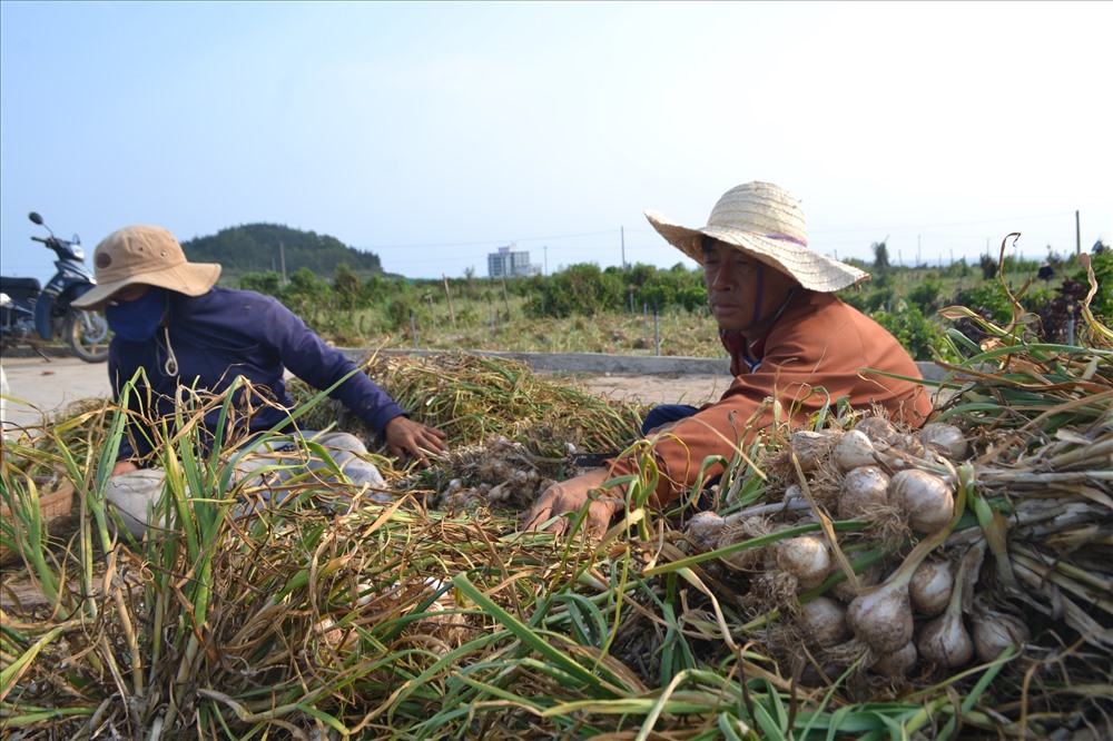 Mùa tỏi chí là thời điểm để du khách tham quan tìm hiểu cây tỏi đặc trưng xứ đảo.