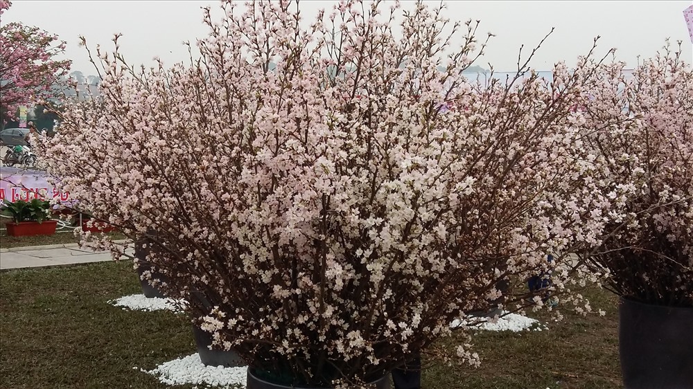 Hoa Anh đào Nhật Bản tại Lễ hội hoa Anh đào-Mai vàng Yên Tử Hạ Long 2017. Ảnh: Nguyễn Hùng