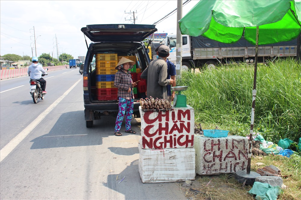 Chim “cút già” sau khi bị giết thịt, được các xe tải nhỏ chở đi bỏ cho các điểm bán chim “chằng nghịch” khắp đó đây.