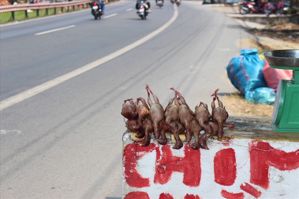 Chim “chằng nghịch” được đưa ra sát lộ để câu dụ khách đi đường.