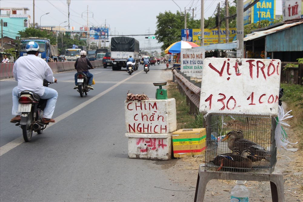 Chim “chằng nghịch” được bày bán cùng với vịt trời. Trong khi vịt trời là thật, còn sống, thì chim “chằng nghịch” bao giờ cũng “mần rồi“. Dù khách có hỏi mua chim sống với giá 1 triệu đồng/con, cũng không có.