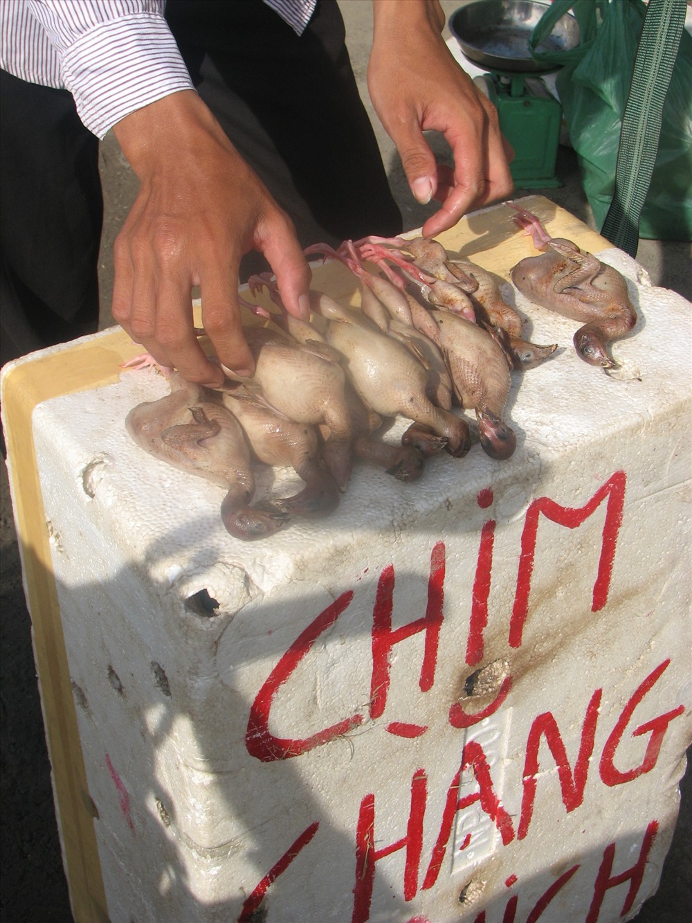 Chim cút hóa thân thành chim “chằng nghịch“, một loại chim tự nhiên quý hiếm có nguy cơ tuyệt chủng.