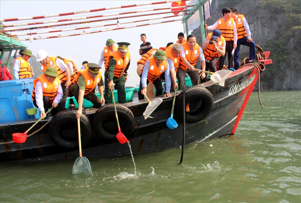 Việc làm này nhằm góp phần tái tạo nguồn lợi thủy sản vịnh Hạ Long, đồng thời kêu gọi người dân, đặc biệt là ngư dân chung tay bảo vệ, khai thác bền vững nguồn lợi thủy sản vùng biển Quảng Ninh. Ảnh: Nguyễn Hùng