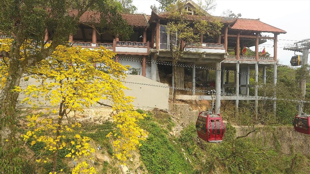 Mai vàng Yên Tử tập trung chủ yếu ở khu vực chùa Hoa Yên, chùa Một Mái, chùa Vân Tiêu, chùa Bảo Sái… Ảnh: Nguyễn Hùng