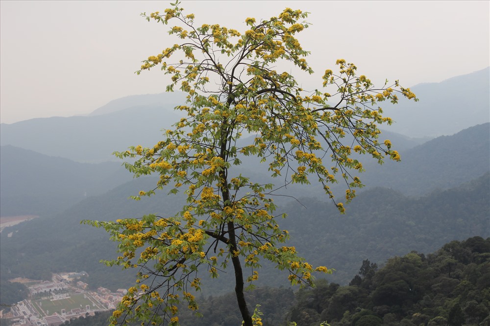 Mai vàng Yên Tử không chỉ cho hoa đẹp, mà còn là một biểu tượng của tinh thần bền bỉ, thanh tao. Ảnh: Nguyễn Hùng