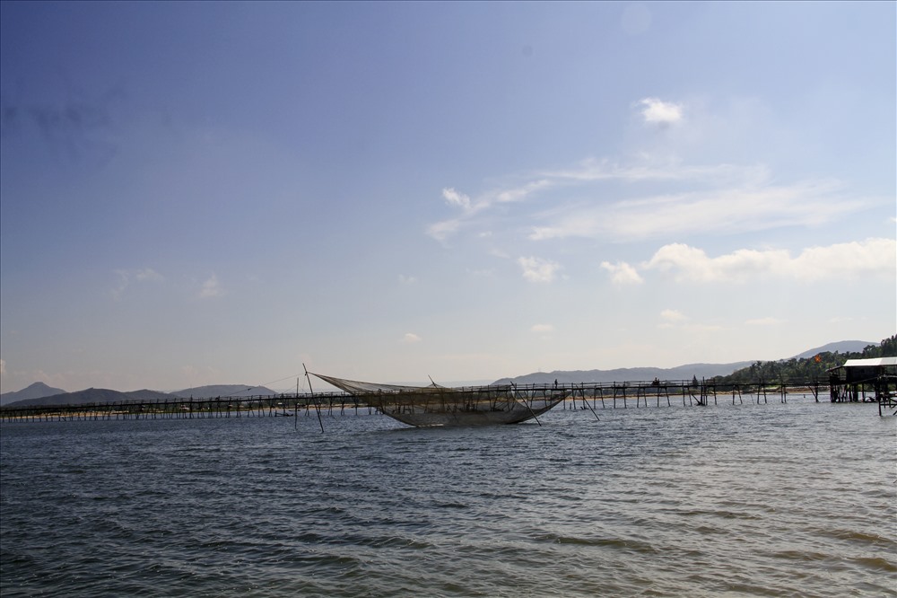 Cây