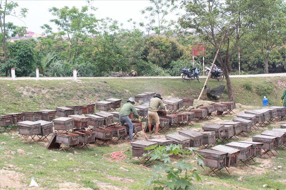 Mùa hoa nhãn nào cũng vậy, trên những triền đê, nhà vườn lạ thấy những thùng ong nối đuôi nhau