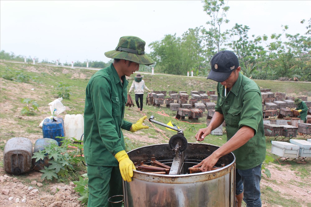 Quay sáp ong để lấy mật